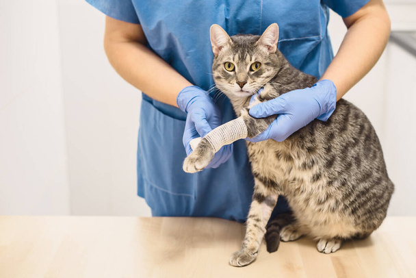 Veteriner doktor yaralı bir kedinin bacağını bandajlıyor. - Fotoğraf, Görsel