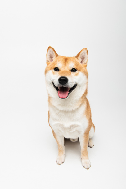 shiba inu cane guardando la fotocamera e sporgere lingua su sfondo grigio chiaro - Foto, immagini