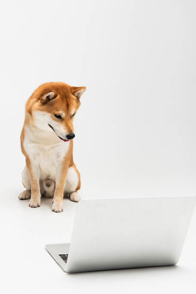 shiba inu σκυλί κοιτάζοντας φορητό υπολογιστή, ενώ κάθεται σε ανοιχτό γκρι φόντο - Φωτογραφία, εικόνα