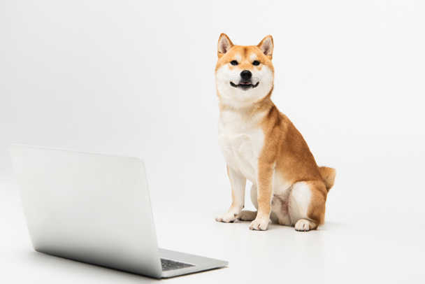 shiba inu dog sitting near laptop and looking at camera on light grey background - Photo, Image