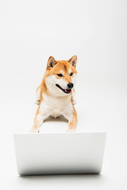 Шиба іну собака з відкритим ротом лежить біля ноутбука на світло-сірому фоні
 - Фото, зображення