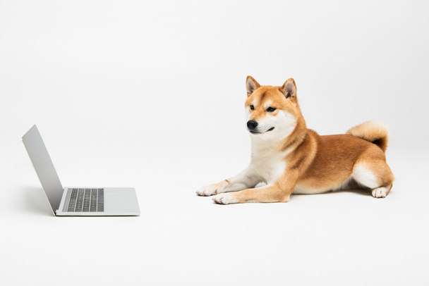kannettava tietokone tyhjä näyttö lähellä shiba inu koira makaa vaaleanharmaa tausta - Valokuva, kuva