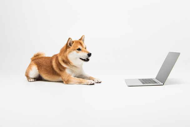 shiba inu koira suu auki makaa lähellä kannettavaa tietokonetta tyhjä näyttö vaaleanharmaa tausta - Valokuva, kuva