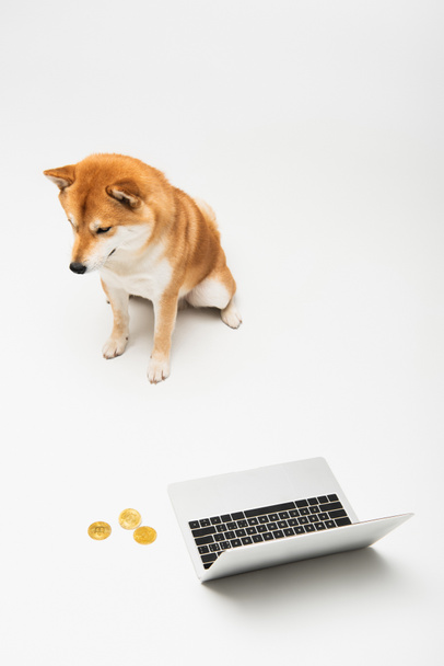 high angle view of shiba inu dog sitting near laptop and golden bitcoins on light grey background - Fotoğraf, Görsel