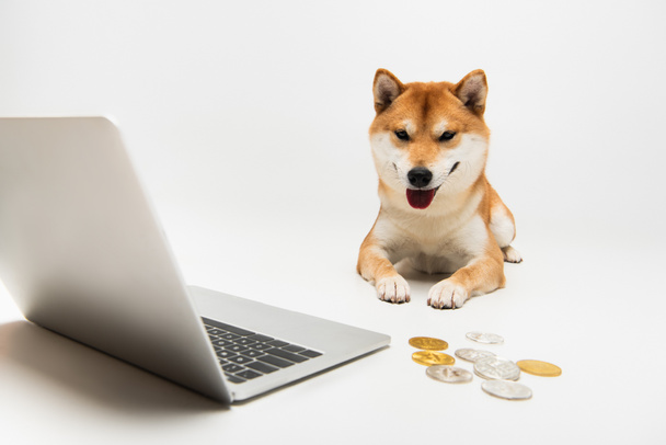 silver and golden coins near laptop and shiba inu dog lying on light grey background - Foto, Bild