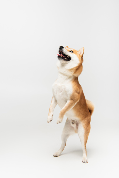 juguetón shiba inu perro mirando hacia arriba mientras de pie en las patas traseras sobre fondo gris claro - Foto, Imagen