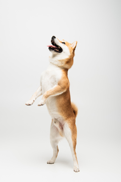 juguetón shiba inu perro de pie en las patas traseras sobre fondo gris - Foto, Imagen