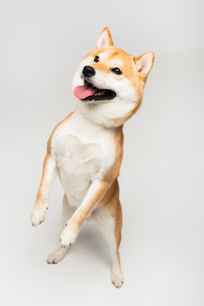funny shiba inu dog standing on hind legs and sticking out tongue on grey background - Photo, Image