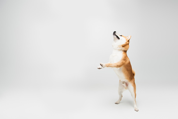 juguetón shiba inu perro de pie en las patas traseras y mirando hacia arriba sobre fondo gris con espacio de copia - Foto, Imagen
