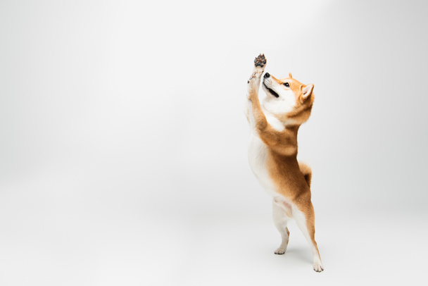 divertido shiba inu perro de pie en las patas traseras y agitando las patas sobre fondo gris - Foto, Imagen