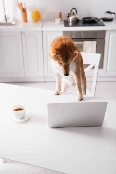 キッチンのテーブルの上のコーヒーカップの近くのノートパソコンを見ている柴犬の角度の高い眺め - 写真・画像