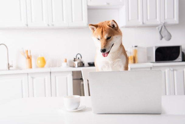 shiba inu dog sticking out tongue near laptop and coffee cup on kitchen table - Zdjęcie, obraz