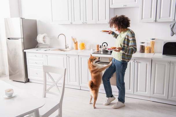 funny shiba inu dog standing on hind legs near african american woman with tasty pancakes - Photo, Image