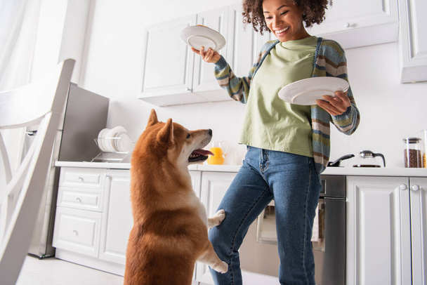 funny shiba inu dog sticking out tongue near happy african american woman with breakfast - Photo, Image