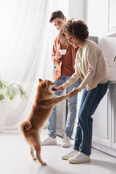 excited african american woman holding paws of shiba inu dog near boyfriend with coffee cup in kitchen - Photo, Image