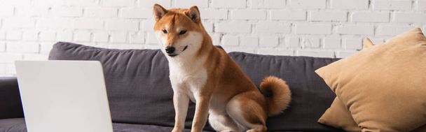 Shiba inu dog looking at laptop while sitting on couch at home, banner  - Foto, imagen