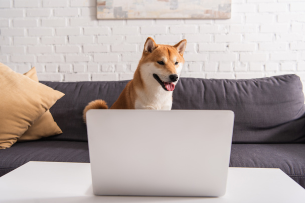 Shiba inu dog sitting in living room near laptop on coffee table  - Φωτογραφία, εικόνα