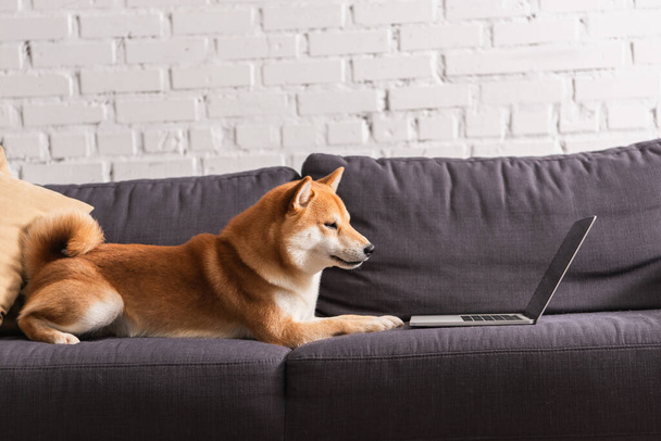 Shiba inu lying near laptop and pillow on couch at home  - Фото, зображення