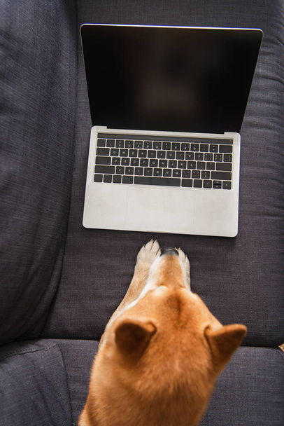 Top view of laptop with blank screen near shiba inu lying on couch  - Foto, imagen