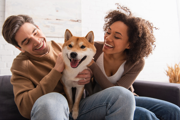 Positive african american woman looking at shiba inu near boyfriend on couch at home  - Photo, Image