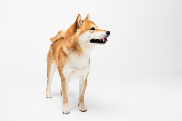 Shiba inu pies stojący na białym tle - Zdjęcie, obraz