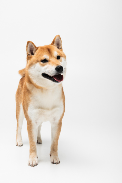 Portrait of shiba inu dog on white background  - Photo, Image