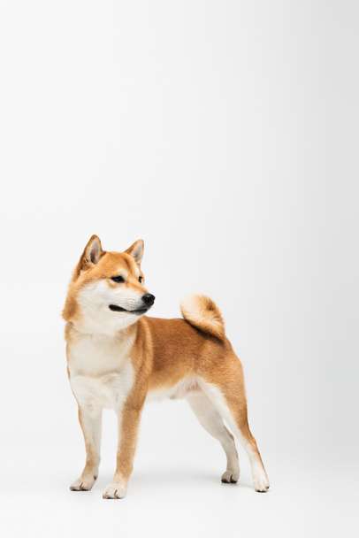 Shiba inu dog looking away on white background with copy space - Photo, Image