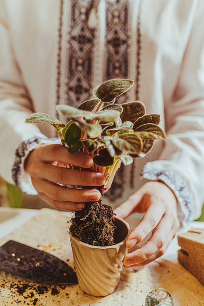 female gardener in ethnic embroidered shirt is planting home violet sprout in ceramic flower pot. Vertical photo. Soft selective focus. Focused in foreground. Spring houseplant care - Photo, Image