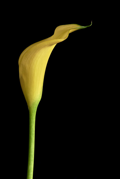 Calla flower - Photo, Image