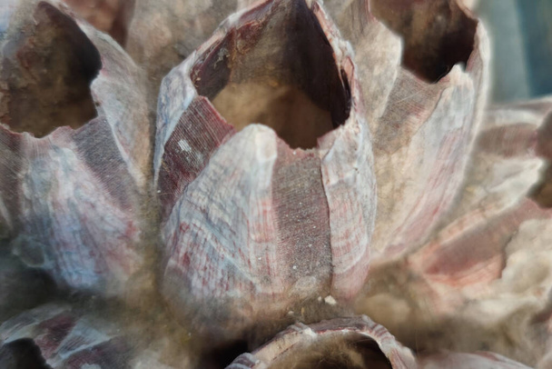 big bernacles Thoracica Darwin crustaceans detail - Photo, Image