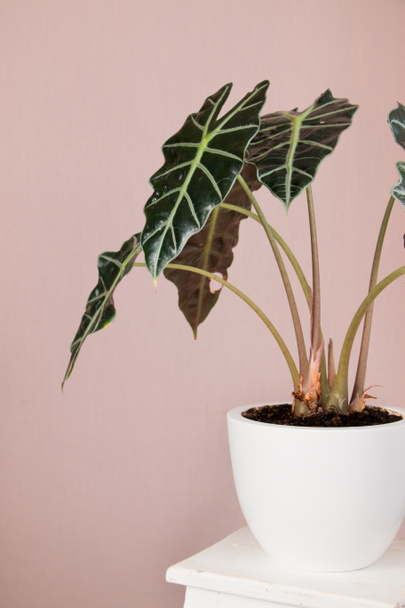 Alocasia tropical plant on a white table. Home floriculture concept. - Photo, Image
