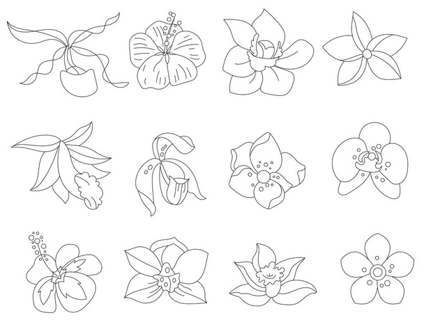 Stylized tropic flowers. Objects isolated on white background. Black and white contour monochrome illustration.  Coloring book style. - Vector, imagen