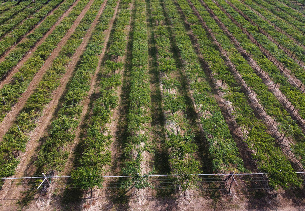 Вид з очей птахів з дрона листяного зеленого винограднику з акуратними рядами, якщо виноградники в сільськогосподарському полі на виноробні
 - Фото, зображення