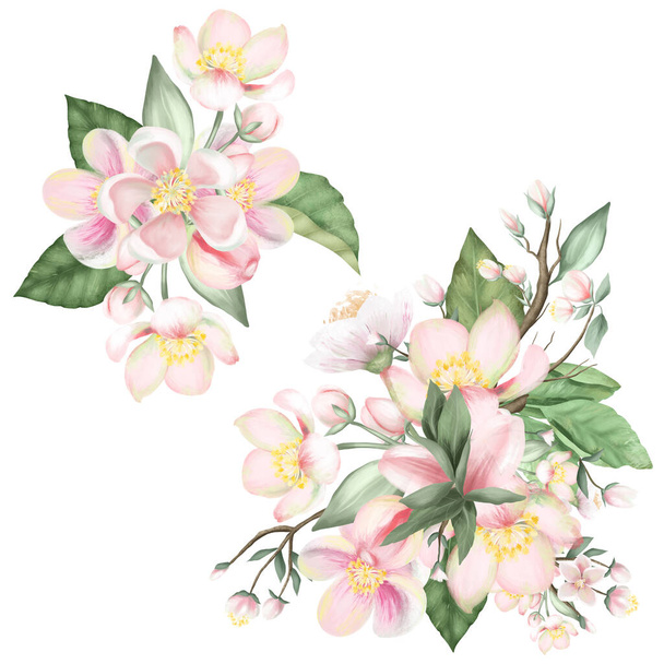 Set di mazzi di melo in fiore, illustrazione isolata disegnata a mano su sfondo bianco - Foto, immagini