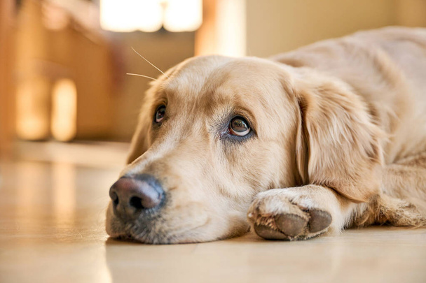 Golden Retriever szomorú szemekkel, pihenteti a fejét a padlón  - Fotó, kép