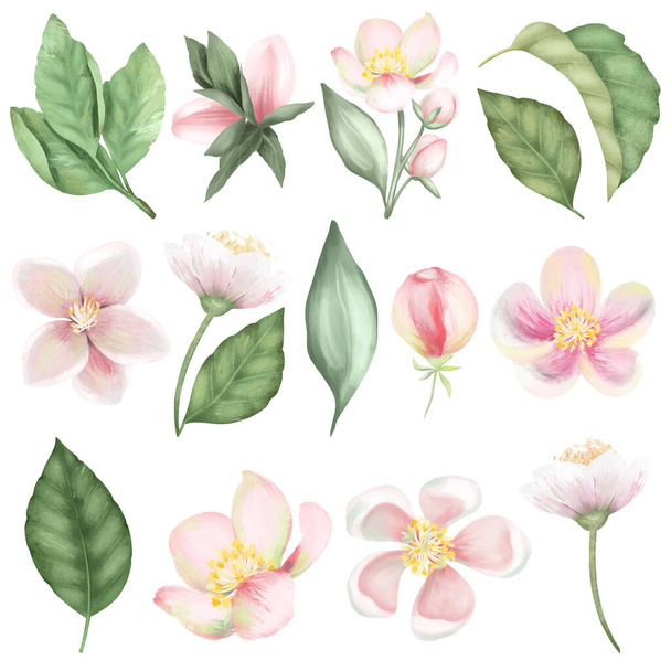 Joukko kevään kukkivat omenapuun kukkia ja lehtiä, käsin piirretty erillinen kuva valkoisella pohjalla - Valokuva, kuva
