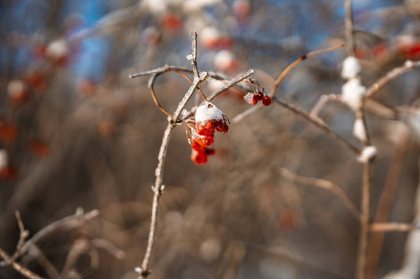Red berries on a branch covered with snow and ice. Amazing natural winter background - Фото, изображение