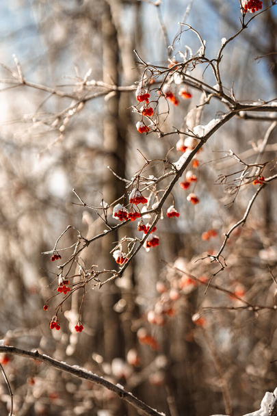 Красные ягоды на ветке, покрытой снегом и льдом. Удивительный естественный зимний фон - Фото, изображение