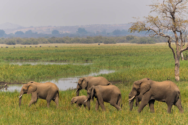 Rodzina słoni maszeruje na teren bagien w rezerwacie gier Mashatu w bloku Tuli w Botswanie                                - Zdjęcie, obraz