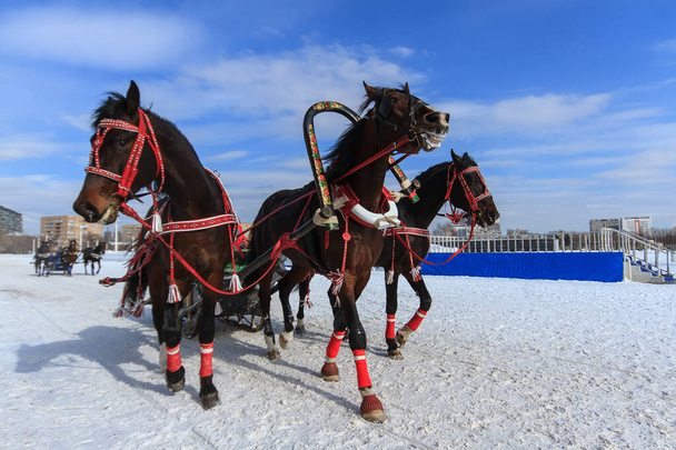 Ρωσική Τρόικα στον ιππόδρομο στη Ρωσία το χειμώνα - Φωτογραφία, εικόνα