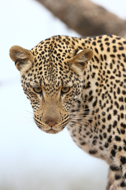 Leopardo africano
 - Foto, Imagen