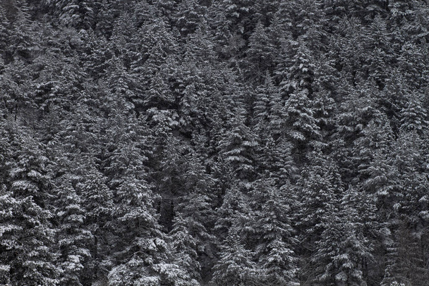 Bog pine (Pinus Mugo) forest after a snow storm in the mountain - Fotó, kép