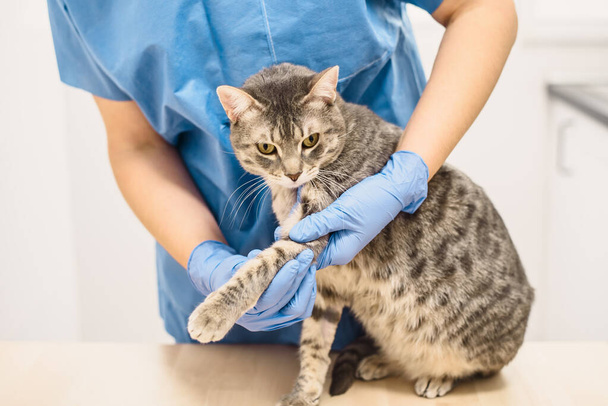 Un médico veterinario examinando la pierna lesionada de un gato gris - Foto, imagen