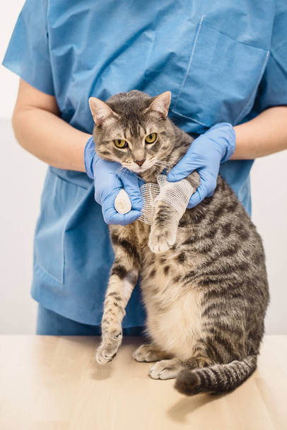 Ein Tierarzt bandagiert das verletzte Bein einer grauen Katze - Foto, Bild