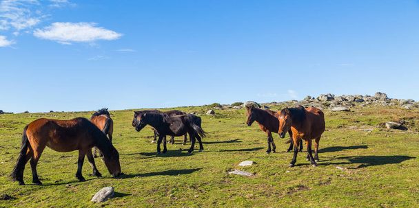 Дикі коні пасуться в горах на півночі Португалії. Серра - ду - Ґерес - Фото, зображення