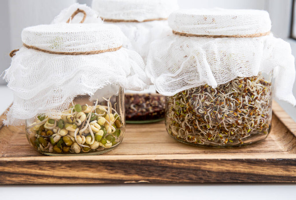 Various seed sprouts growing in glass jars, healthy vitamin rich food snack. Lucerne or Alfalfa, mung bean sprouts, broccoli sprouts seeds in glass jars. Growing Microgreens at home concept. - Photo, Image