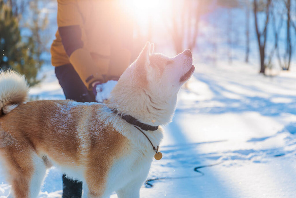 Young man with Akita Inu dog in park. Snowy winter background. Sunny day. The concept of friendship between a man and a dog. - Foto, Bild