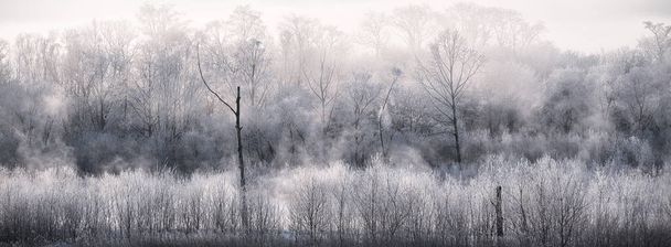 покрытый морозом чай и холодный туман - Фото, изображение