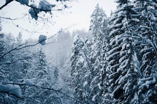 Winter landscape scenery along River Amata trail during snowy winter. - Фото, зображення