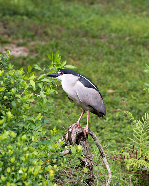 Black-crowned Night Heron bird perched on a branch while exposing its body, head, eye, beak, legs, feet with a foliage background, in its environment and habitat. Heron Picture. Portrait. Image. Photo. - Foto, Imagem